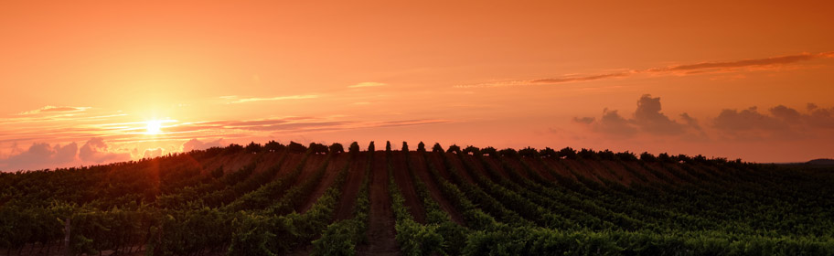 vignes patrimonio